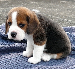 Sad Puppy